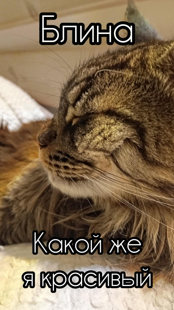 Сделал мемчик с моим котом
