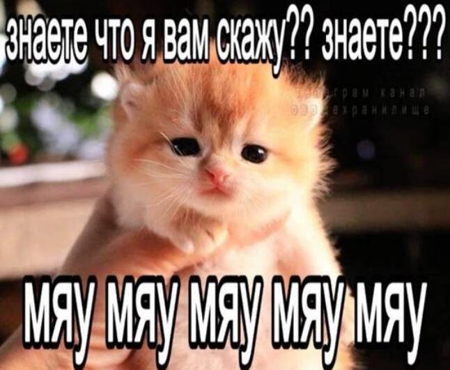 Мем от -Week- CHUP (free Schlep)