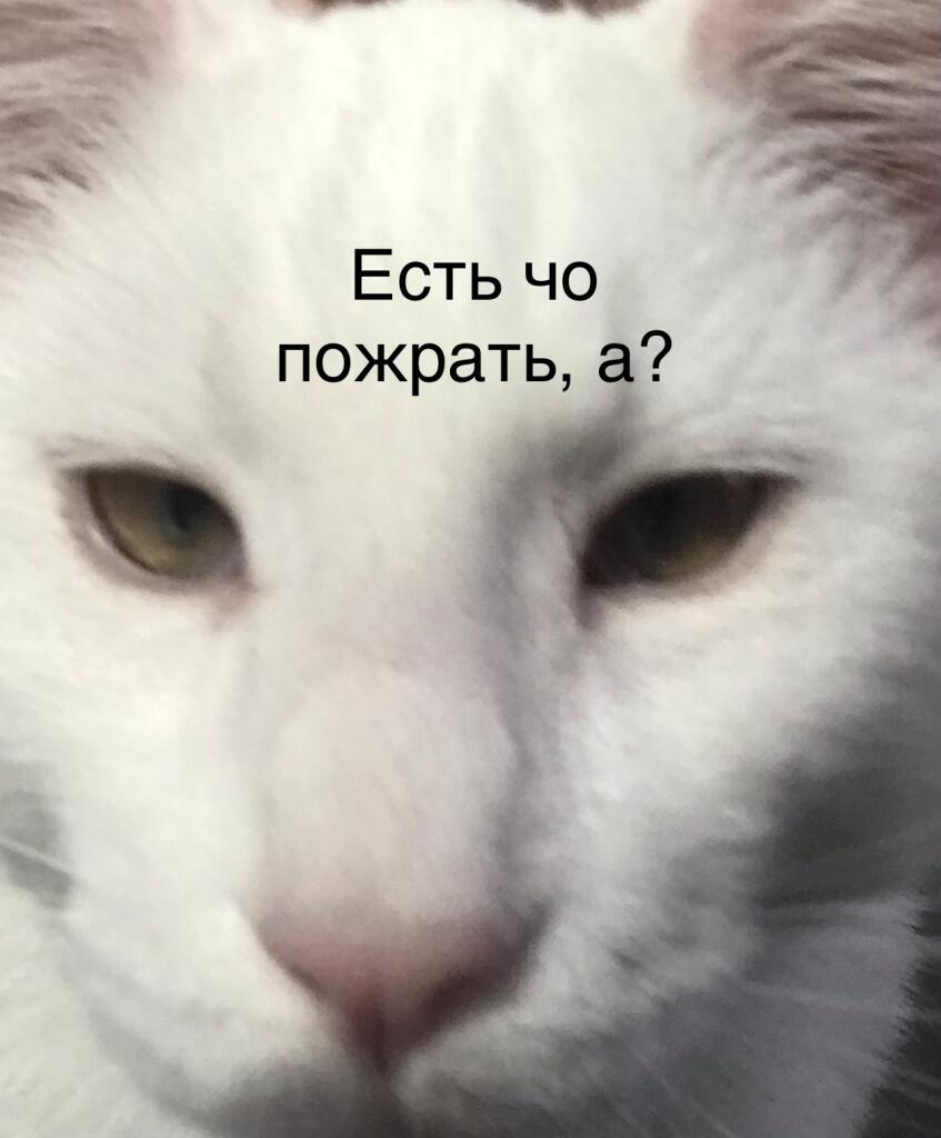 Мама: Надо экономить корм! У нас всё время нету корма Тот самый кот ко...