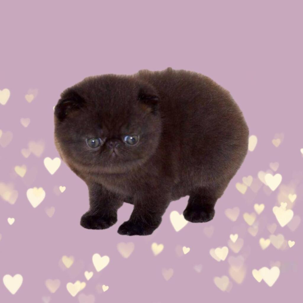 Немного милоты в вашу ленту