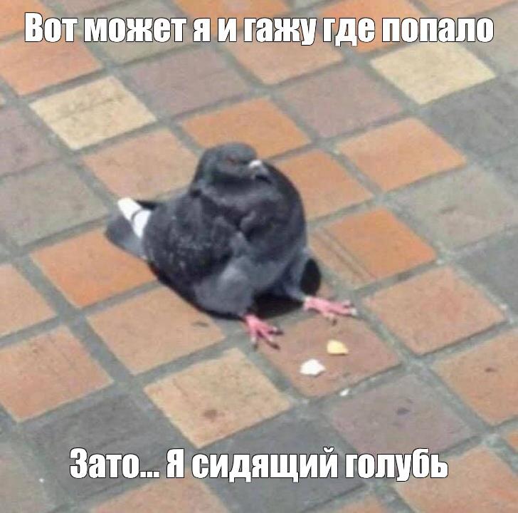 Сидящий голубь