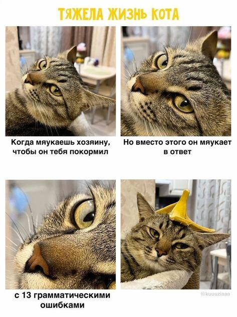 Вывод: учите кошачий