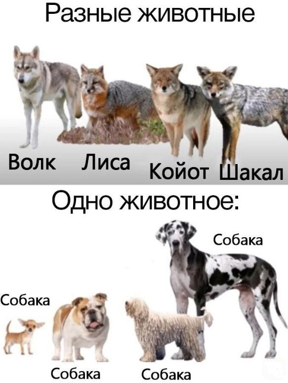 Мем без подписи