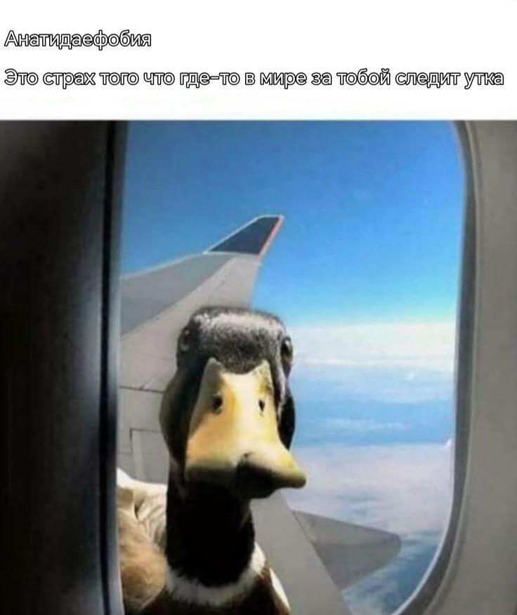 Ты можешь бежать, но никогда не спрячешься 🦆