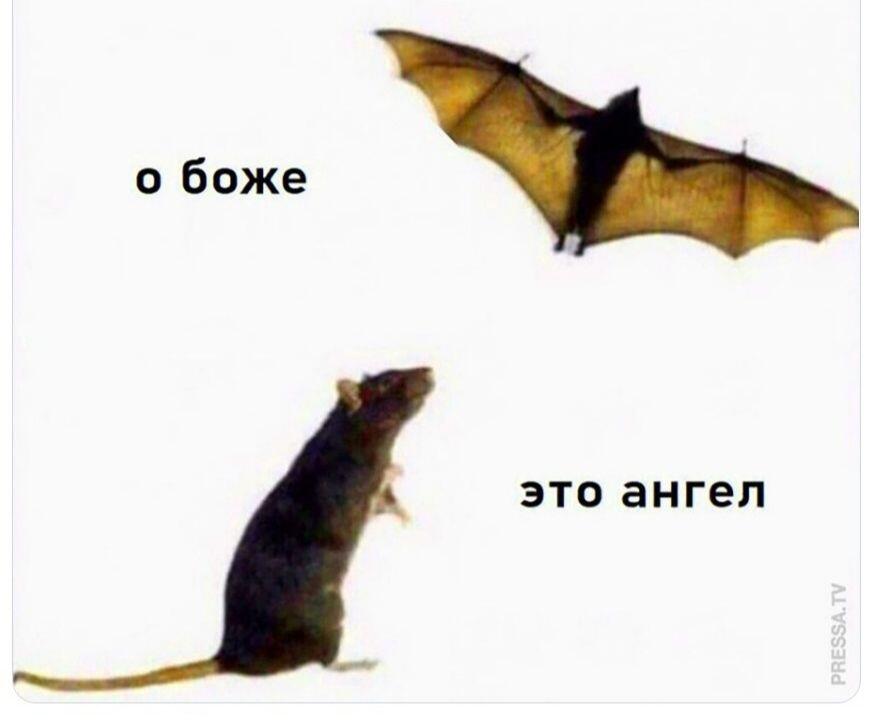 как же без летучих мышей, да ещё и в октябре!