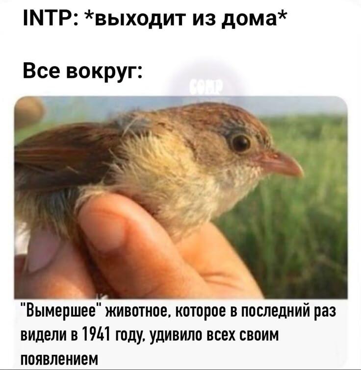 Кто нибудь кроме меня и мелони знает mbti?