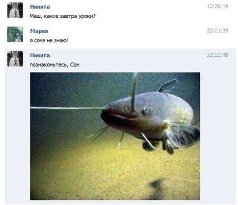 ну, вы это, говорите надоели ли вам мемы с сомами :?