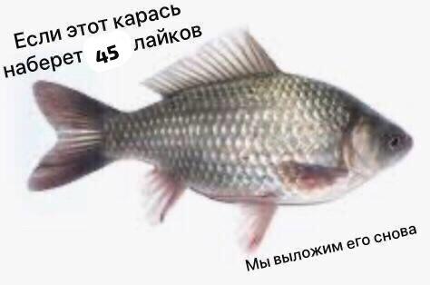 Мем от Усталый попугишь