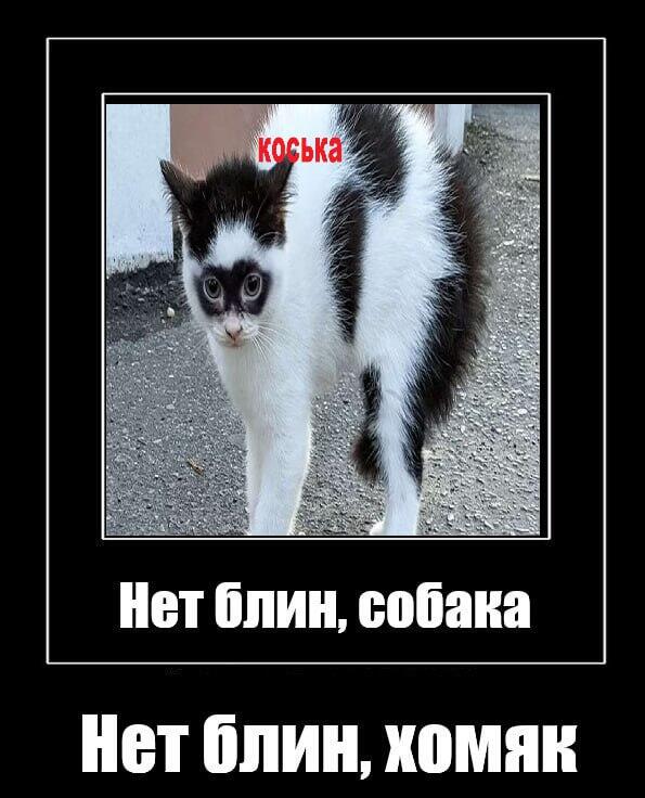 Мем без подписи