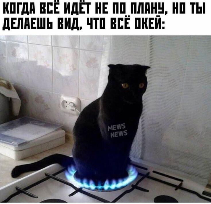 Мой кот