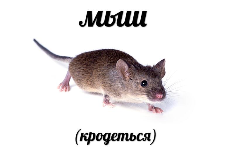 Мемы