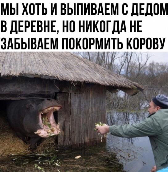 Прикольная корова у них