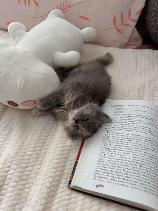 Котик читал и уснул. Бедный. Пусть поспит