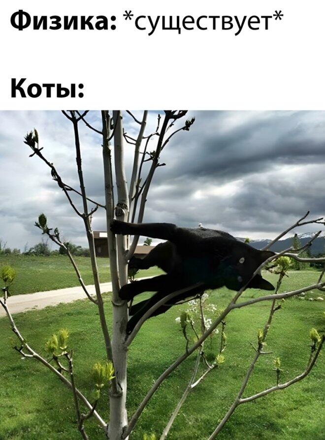 Мем без подписи