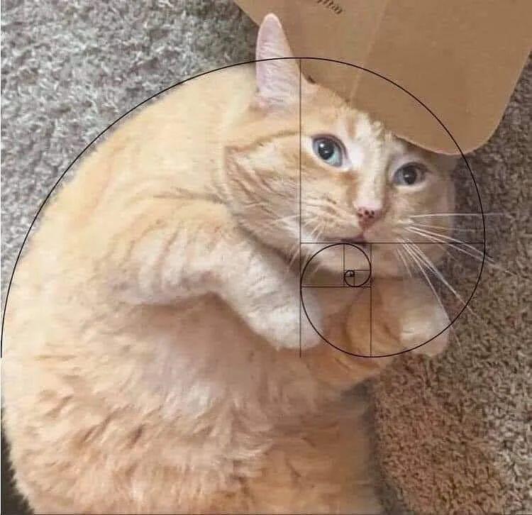 Идеальный котик