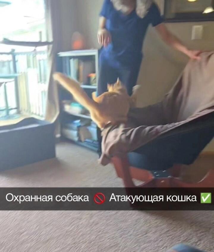 Думаю, тут даже пояснения не нужны. Просто большинство мемов с котами это канон эпидемии