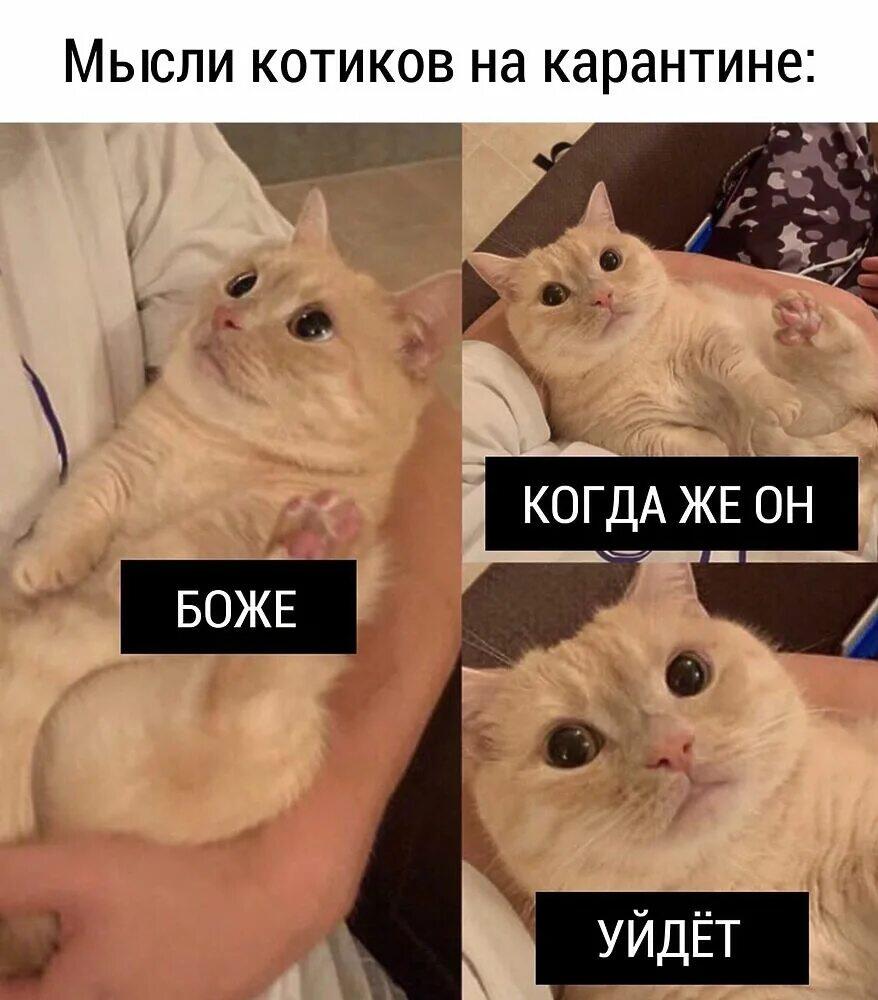 Рил мысли котов🤣