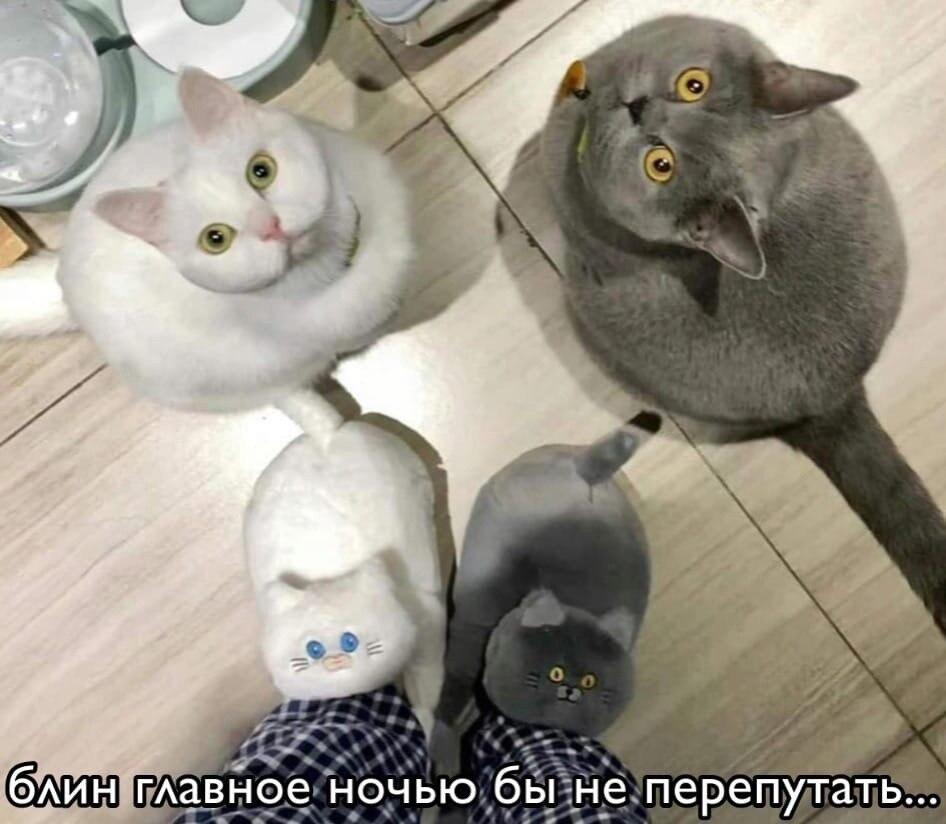 Мем без подписи