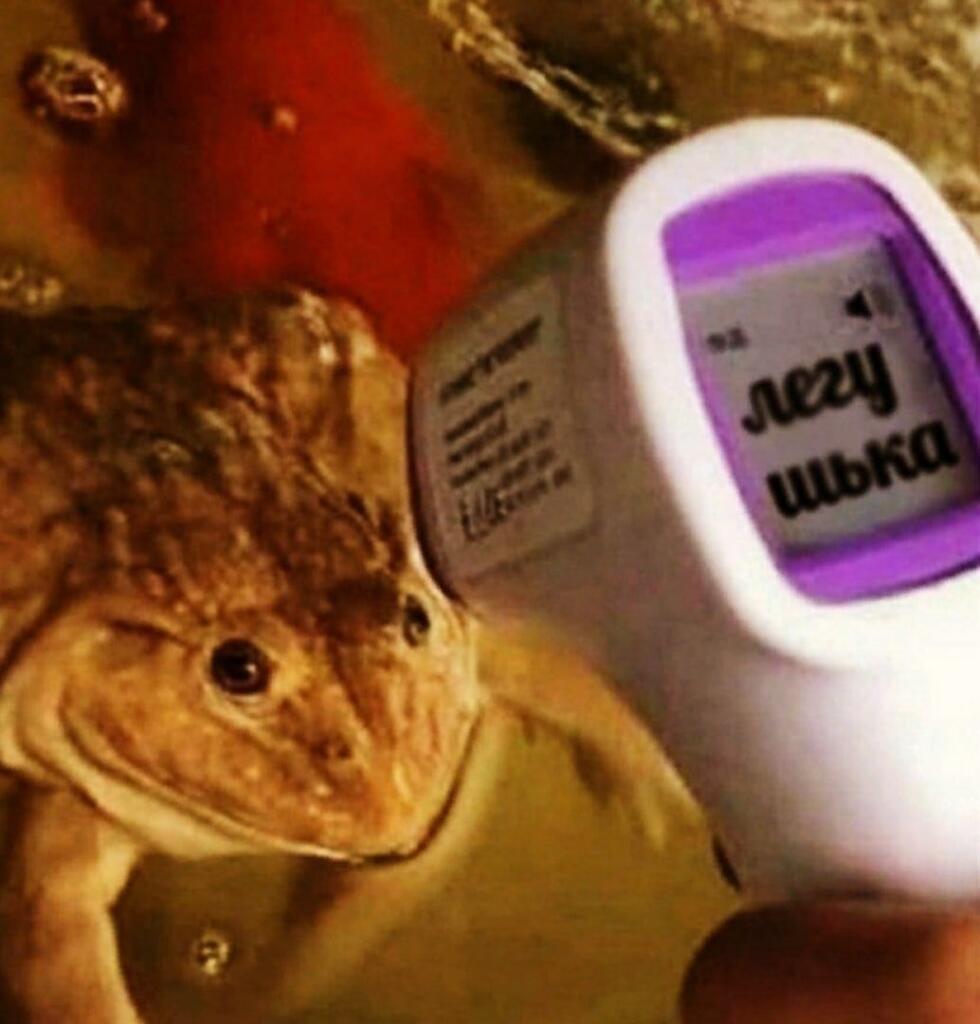 Мем от Froggy