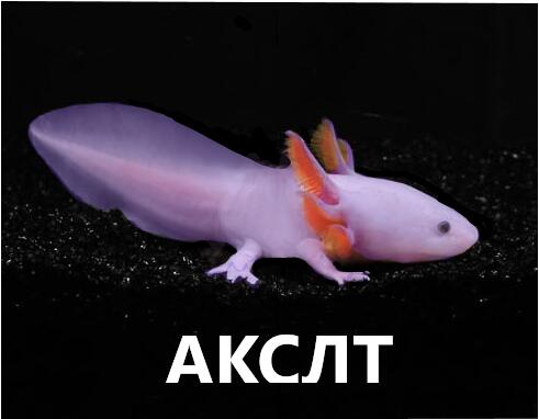 его в детстве переплыли