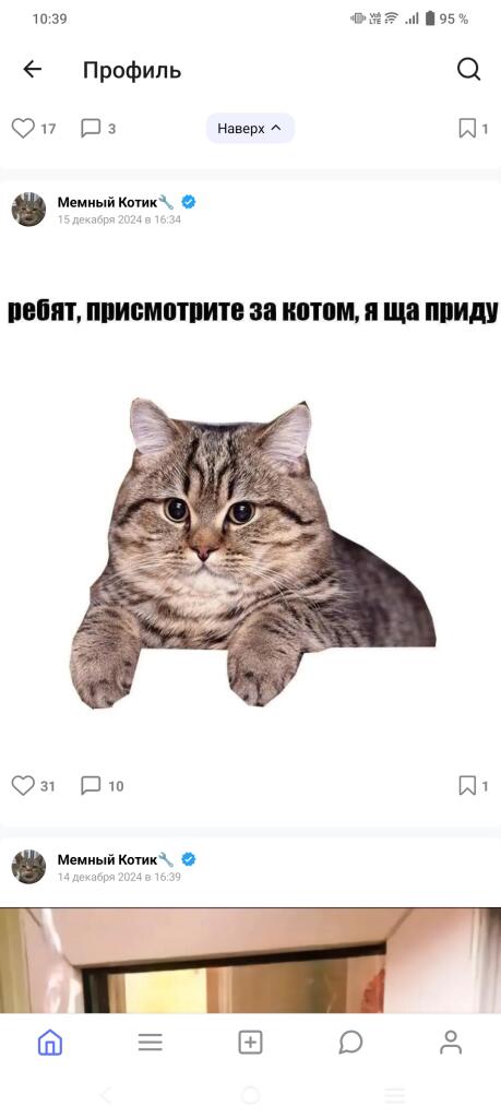 самый толстый кот в мире