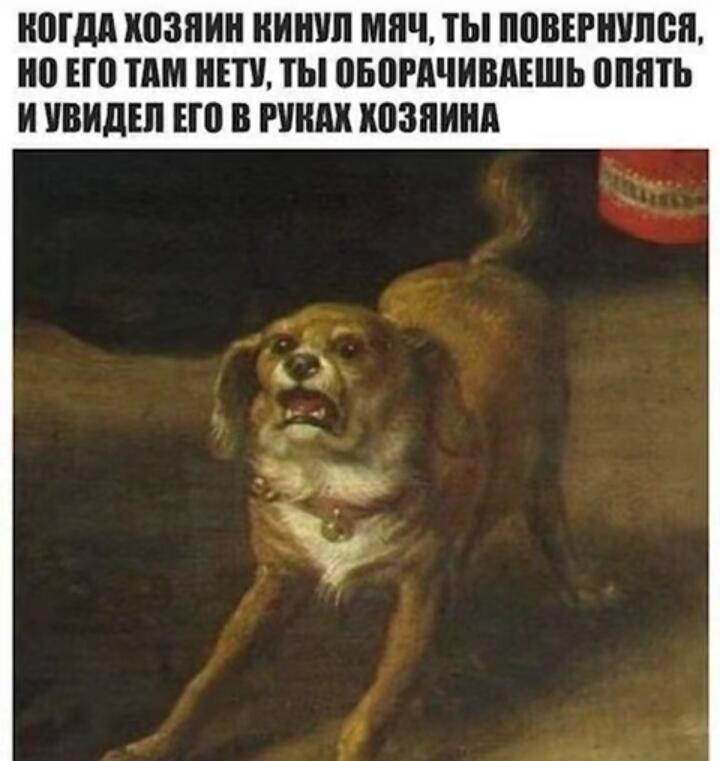 Собака осталась без мячика😭😭😭