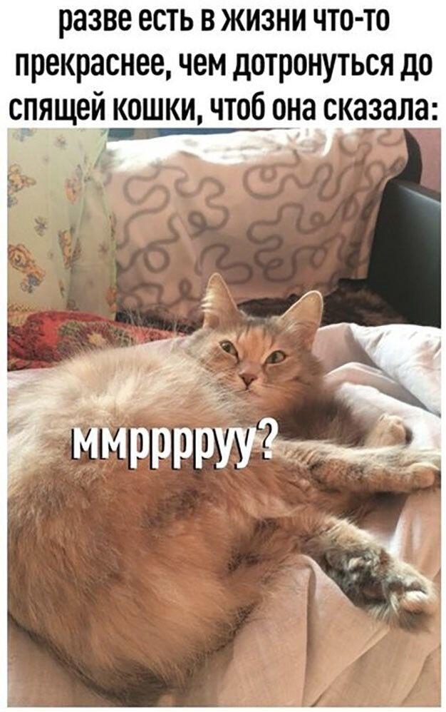Мррря?