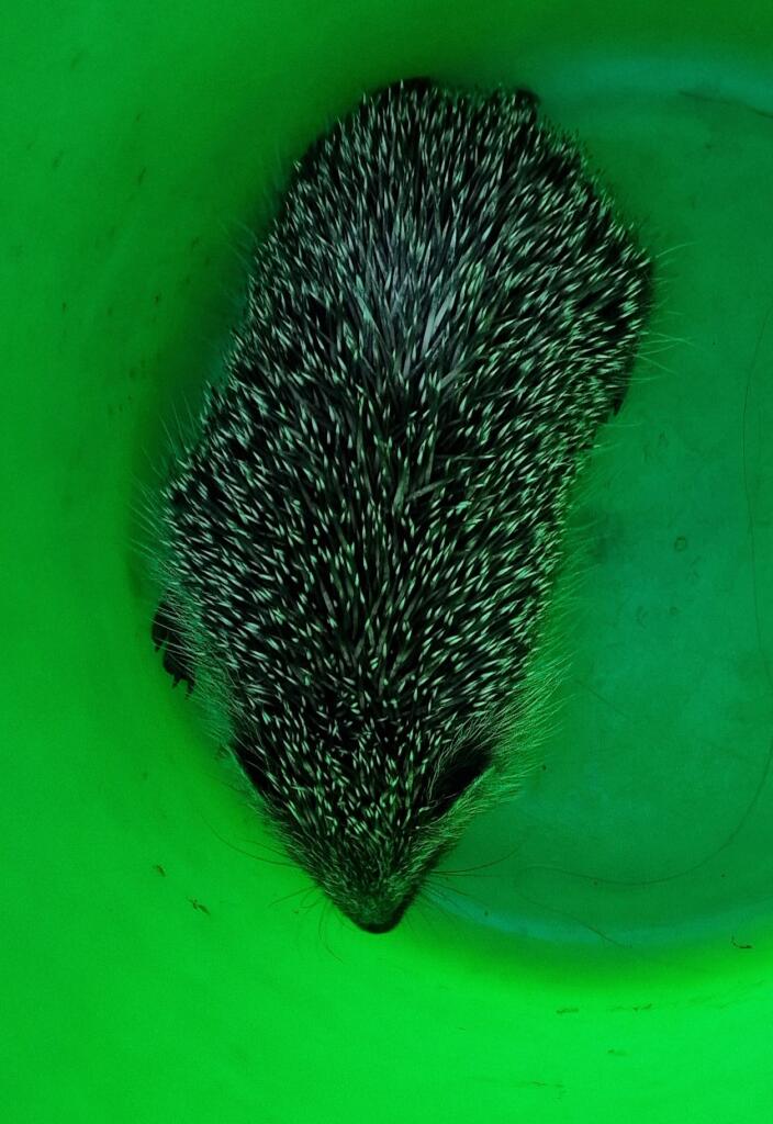 Соник