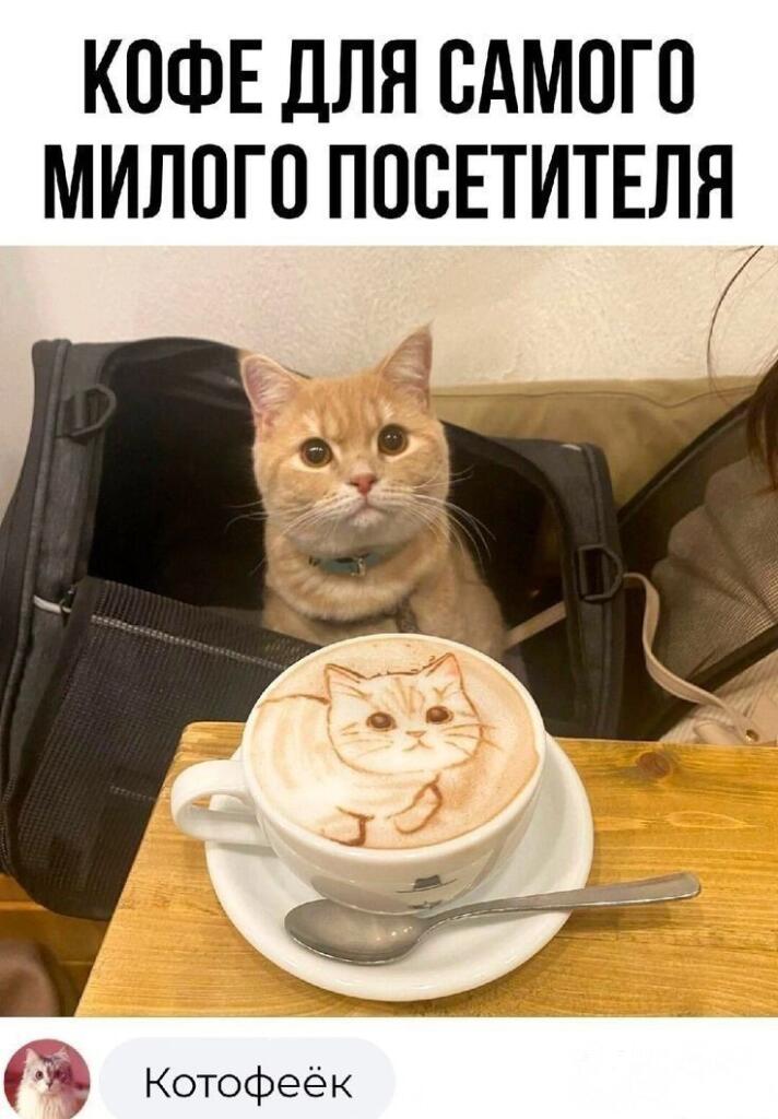 *проснулась, накидала котиков в ленту и ушла спать дальше*