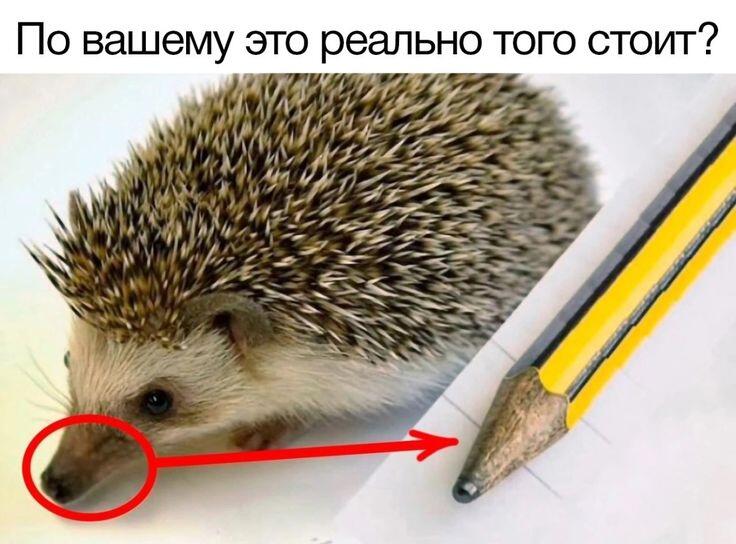 ежъ