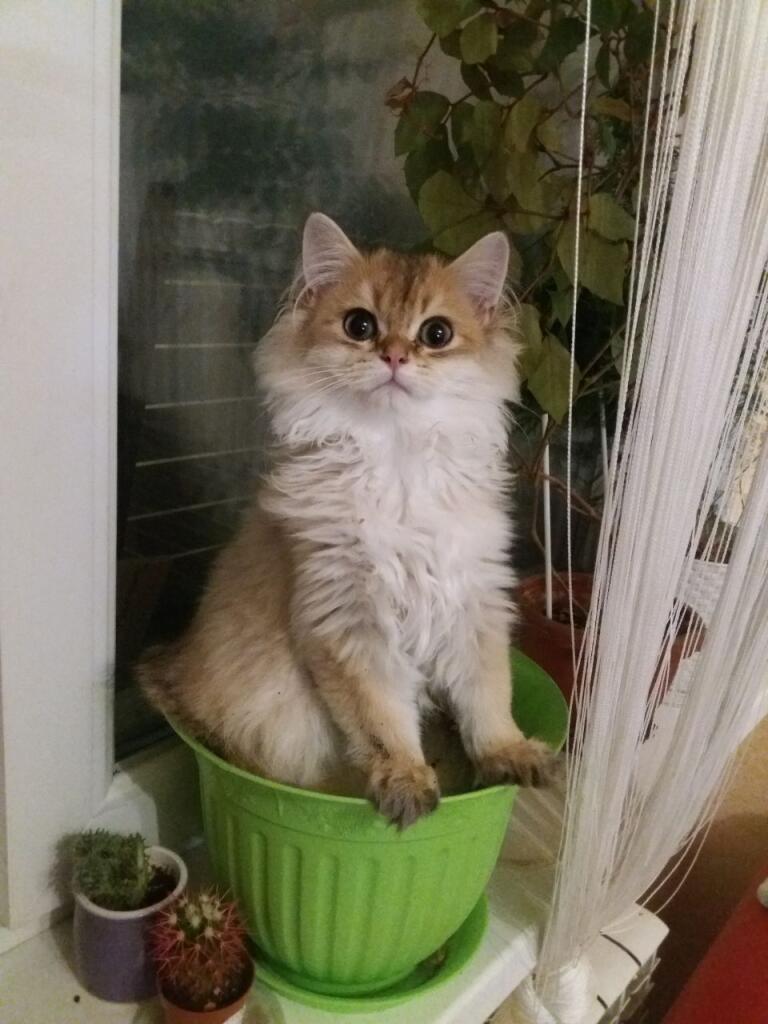 Вашему вниманию представляется очень редкое растение: "Котерена Пальцеловка"!