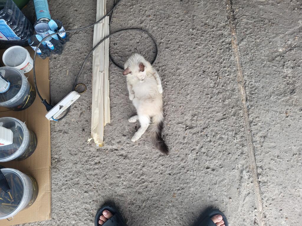 Чо стоишь? Иди корм неси!😡