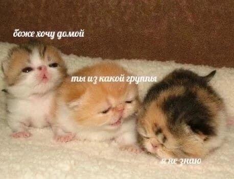 Когда впервые  пришёл  на пары: