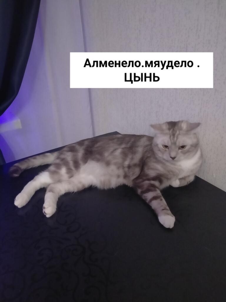 Мудрость кота