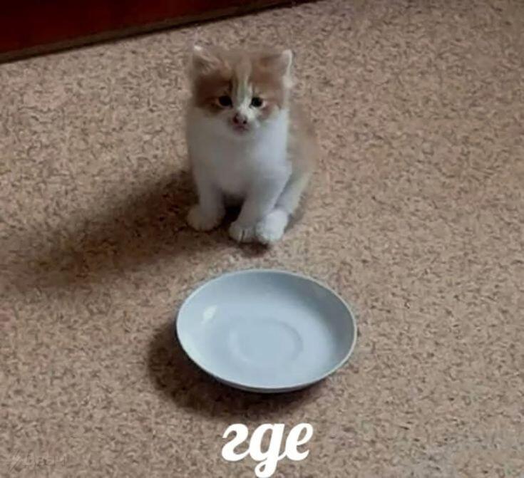 Котик каждое утро:
