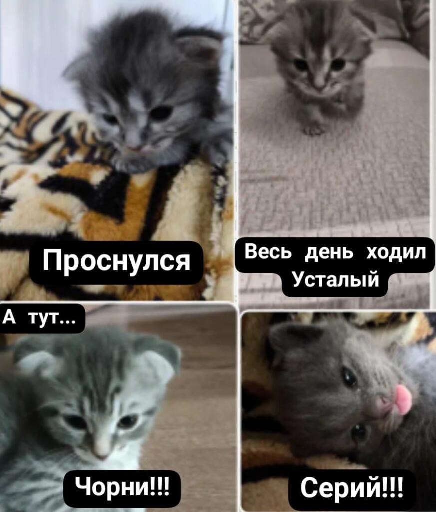 Мем от Srego