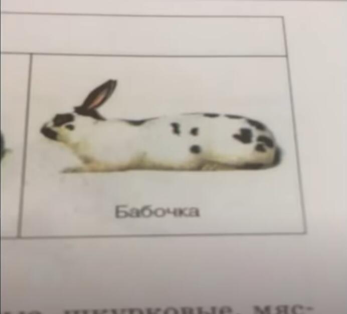 Птичка