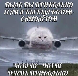 Кот-самолёт