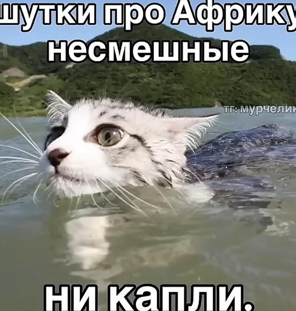 Мокрый белый кот в воде с надписью «Шутки про Африку несмешные ни капли