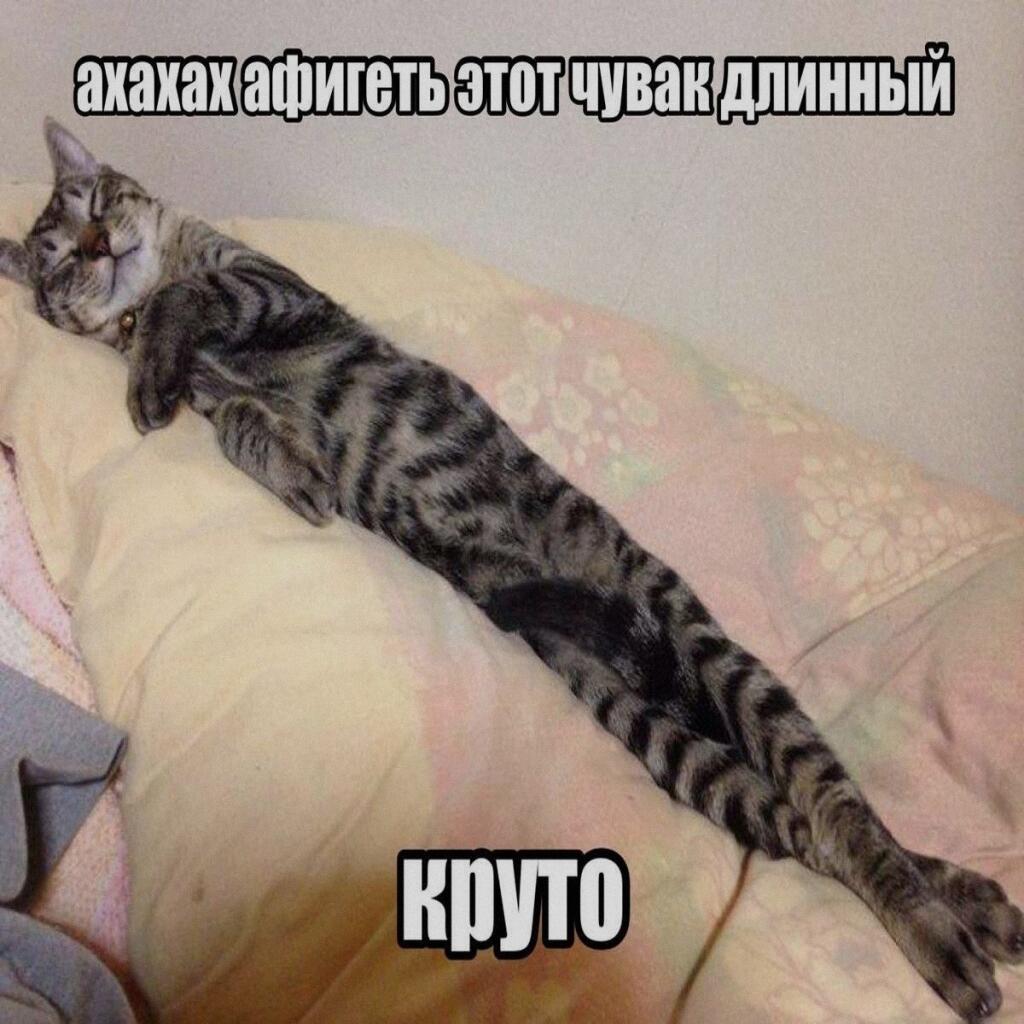 Мем от Милый Котяра
