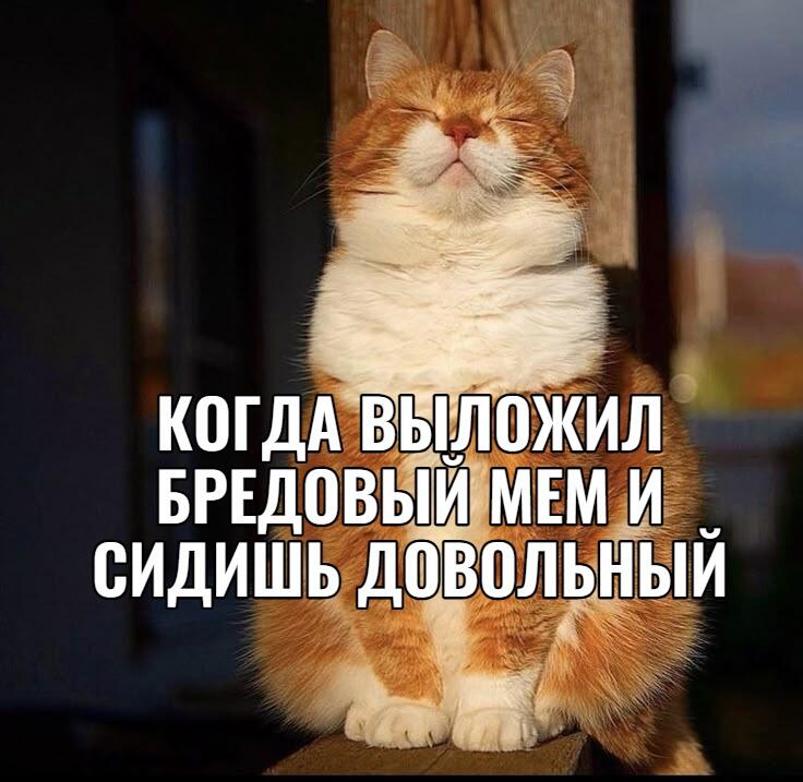 Рыжий кот сидит с закрытыми глазами и довольной мордой, текст: Когда выложил бредовый мем и сидишь довольный