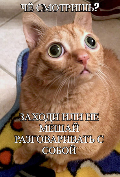 Рыжий кот с большими глазами и открытым ртом смотрит на камеру. Надпись: «Чё смотришь? Заходи или не мешай разговаривать с собой