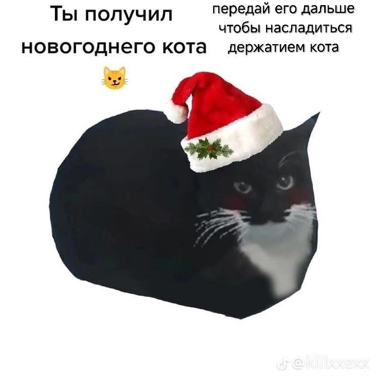 🐱