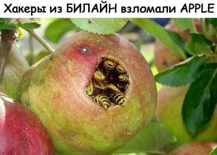 Яблоки, подтвердите