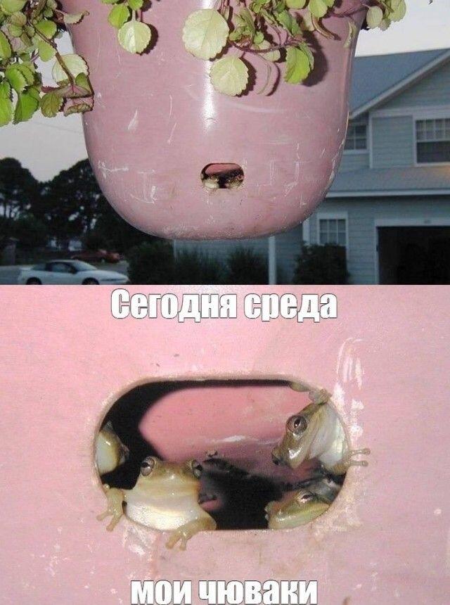 Со средой, мемозгеры!