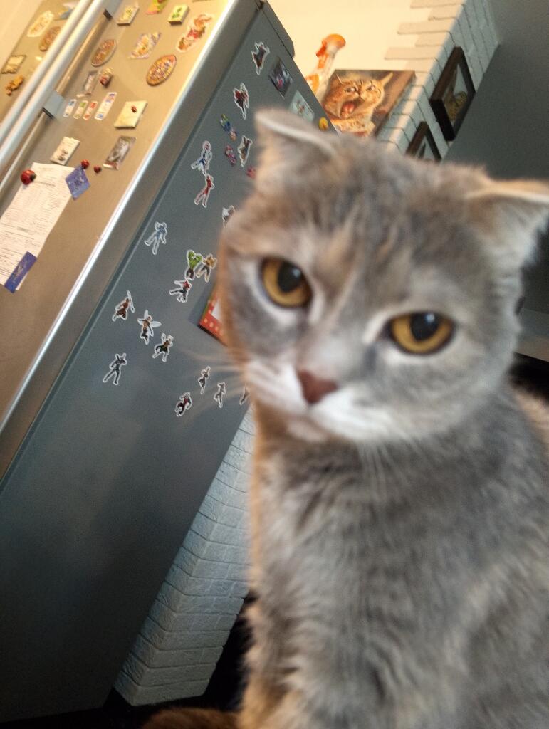 Ещё один котик😻