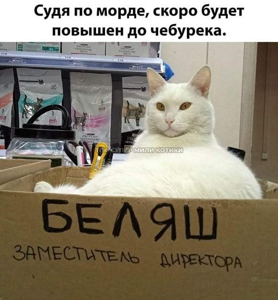 Белый кот сидит в картонной коробке, на которой написано Беляш, заместитель директора, и смотрит в камеру