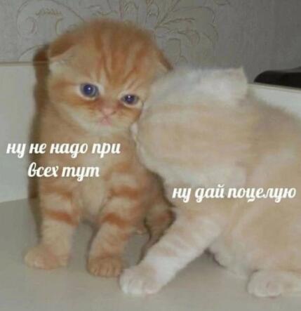 Мем от db