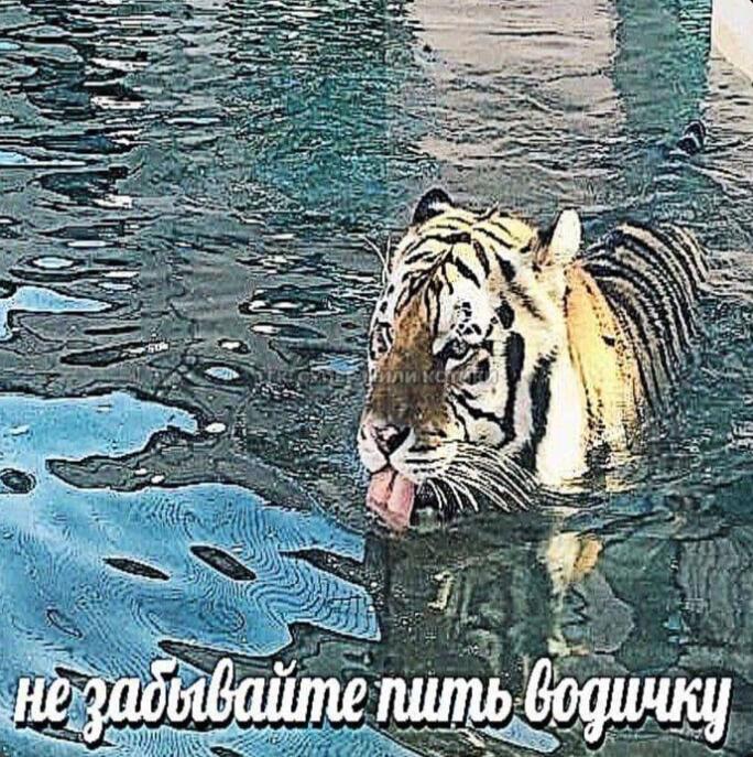 Мем без подписи
