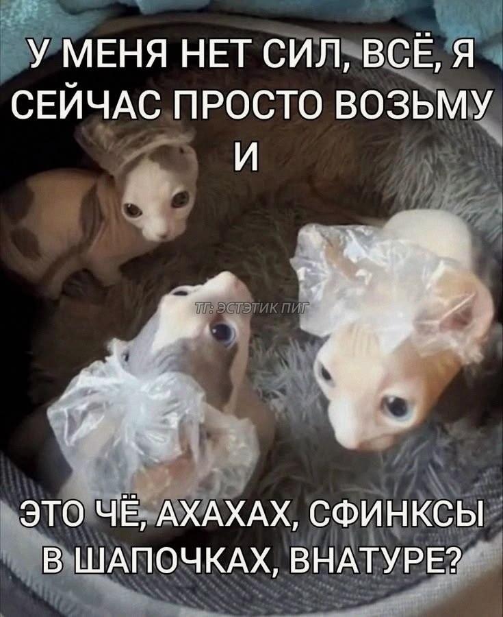 Мем от 🌸💥|цвяточный ад {ПЛМ}